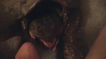 Turtle pleading for a huge cumshot in a point-of-view clip