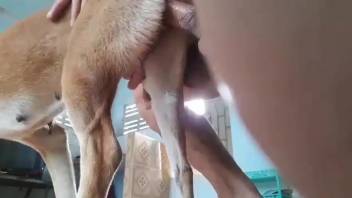 Guy employs his stiff dick to screw that nasty bitch