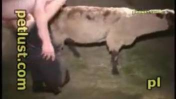 Guy flaunts on webcam while screwing a sheep in its pussy