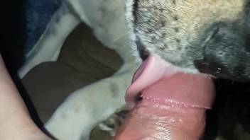 Dominant stud reveres that succulent dick in a first-person video