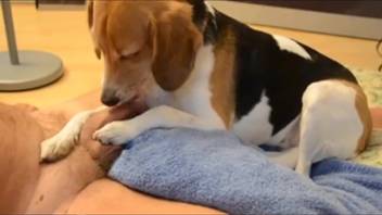 Guy receives a wet, messy oral pleasure from a cute little pup