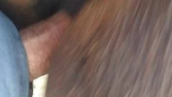 Guy deeply penetrates equine and records the act