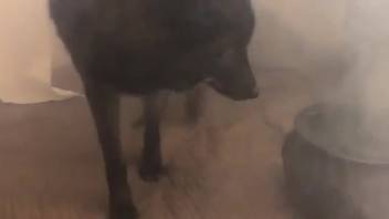 Stunning person's orifice savagely penetrated by a canine