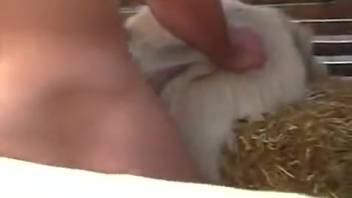 Dude fucks his dog from behind in a close-up shot.