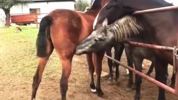 Alluring horses teasing each other in front of the camera