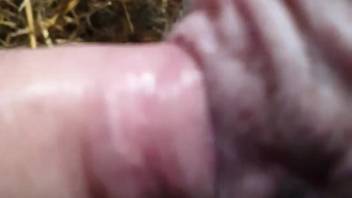 Tipo follando el agujero sexy de una oveja por detrás