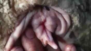 Follar con ovejas desliza su polla carnosa dentro de un agujero caliente
