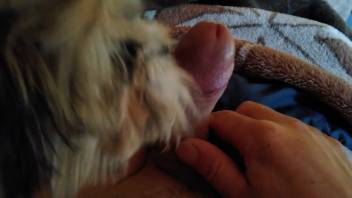 Massive penis of a bestiality lover pleasured by a dog in point-of-view
