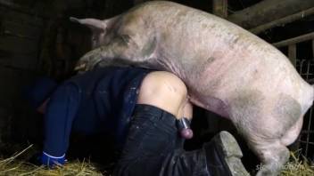 Aggressive swine brutally penetrates a guy's rear end