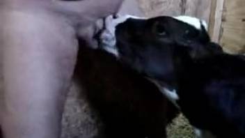 Guy's throbbing dick satisfied by a hot beast right here