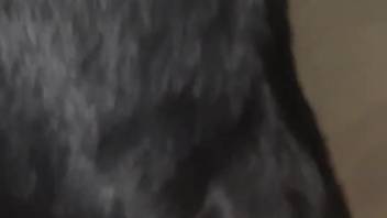 Incredible close-up bestiality action with a perverted animal