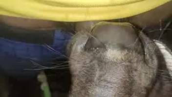 Guy employs his thick cock to bang this promiscuous wildcat