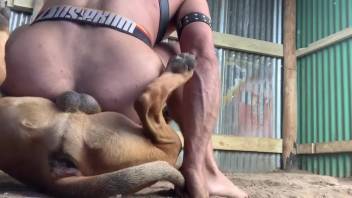 Guy thrilled to climax with a canine penis buried deep within him