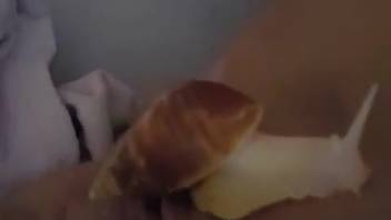 Snails getting shoved into a bestiality lover's eager pussy