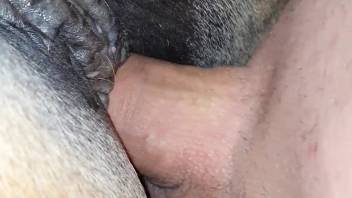 Guy screws a female horse sporting a hot anal plug in high definition