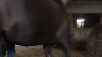 Ebony stallion dick orally satisfied by an alluring bestiality enthusiast