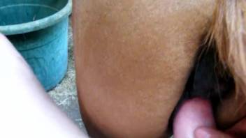 Fair-skinned dude screwing a female horse's narrow opening in first-person view
