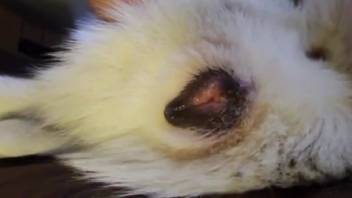 Coño animal expuesto y dedoado de manera intensa