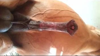 Guy salivates at the view of this massive beastly equine dick