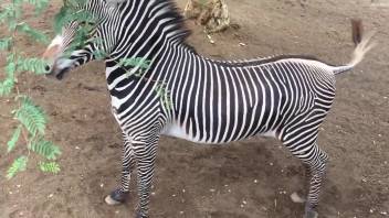 Sexy zebra cock showcase in a voyeur style porn video