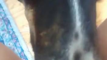 Aroused woman pleasures herself while the dog licks her vagina