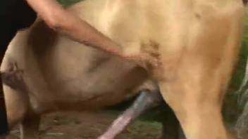 The cowboy gives oral pleasure to his muscular stallion