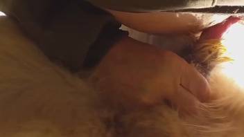 Aroused guy experiments with anal intercourse involving a fluffy creature during a live webcam session