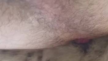 Guy broadcasts exclusive animal webcam session during first anal attempt with a canine