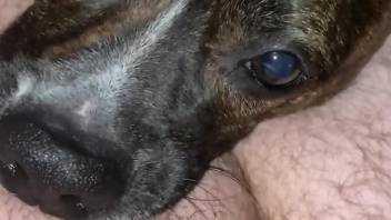 Dog licks man's cock then licks sperm after masturbation