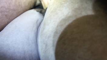 Hung stud pounding a female horse's vagina doggy style