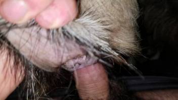 Narrow beast pussy being screwed by a hot animal fucker