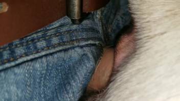 Intense vaginal pounding with a lustful beast in high definition