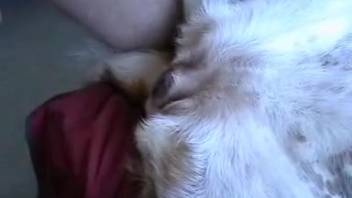 Guy inserts his handsome cock into a bitch's eager jaws