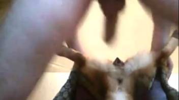Older guy prepares to eagerly suck on the hairy canine's dick live on webcam