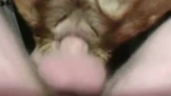 Guy inserts his entire cock into a female dog's pussy for ultimate ecstasy