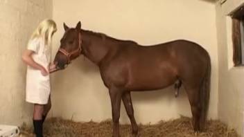 Blonde in stockings discovers an ideal equine cock to pleasure