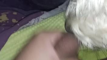 Guy relishes fantastic masturbation sessions aided by his dog