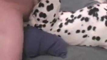 Spotted dog being roughly penetrated by an aroused man