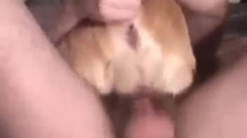 Guy employing his erect penis to widen a canine's orifice