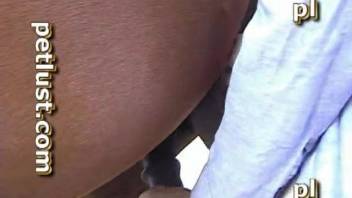 Dude rams his fist and stiff cock into the mare's cunt.