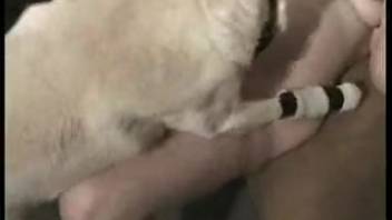 Pregnant lady loves a dog pounding her snug vagina intensely.