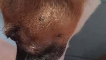 Canine smells and tongues master's butt in filthy amateur bestiality clip XXX