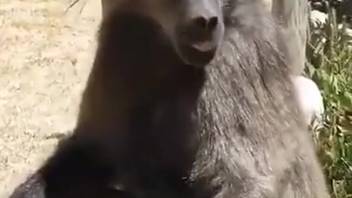 Ape gets the urge to masturbate as an aroused guy records him