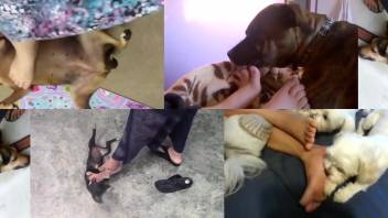 Excited woman broadcasts steamy amateur bestiality fetishes live on webcam
