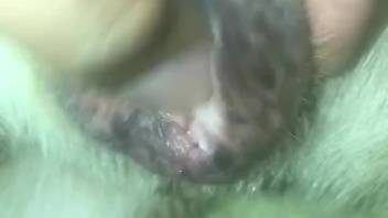 Guy displays a just-banged beastly orifice purely for amusement