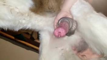 Aroused man employs adult toy on canine penis for private deviancies