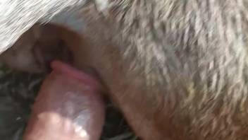 Animal submisso leva um pau muito venoso bem fundo dentro