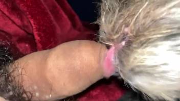 Intact cock getting fully licked by a filthy beast