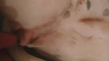 Horny guy desires to screw his dog and ejaculate inside her pussy