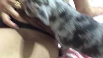 Steamy beast tonguing her slit to make her cum intensely
